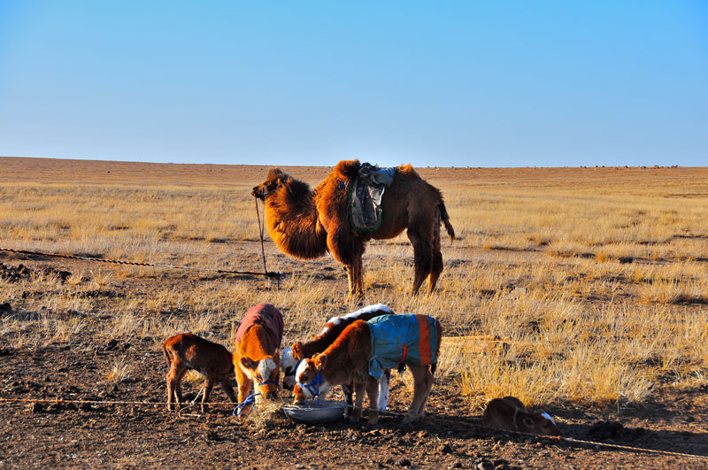 Mongolie